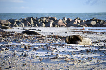 Seals on the beach