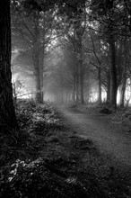 A Misty Morning On A Woodland Path In Tehidy Woods, Cornwall, England