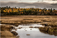 Yellow Trees Line The Edge Of Brown Marsh In Maine