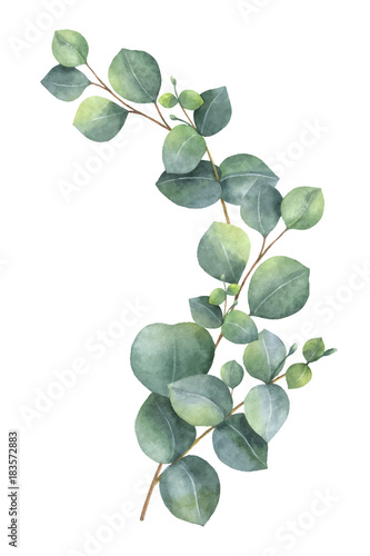 Foto-Gardine - Watercolor vector wreath with green eucalyptus leaves and branches. (von ElenaMedvedeva)