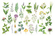 Hand drawn vector watercolor set of herbs, wildflowers and spices.