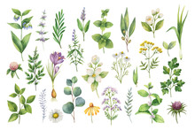 Hand Drawn Vector Watercolor Set Of Herbs, Wildflowers And Spices.