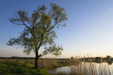 Wall Mural - Tree on the shore of the pond at sunset