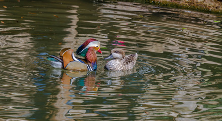 Sticker - Red, Blue, Orange and White Plumage on a Face to Face Mandarin Duck and Blue Billed Duck on the Pond