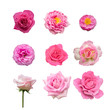 colection of nine beautiful pink rose flower isolated on white background with paths
