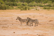 Zebras in der Savanne vom in Simbabwe, Südafrika