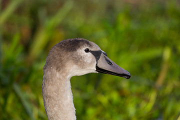 side view portrait of young mute swan (cygnus olor) bird