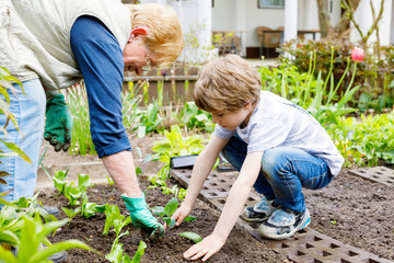 Wall Mural - Cute little preschool kid boy and grandmother planting green salad in spring