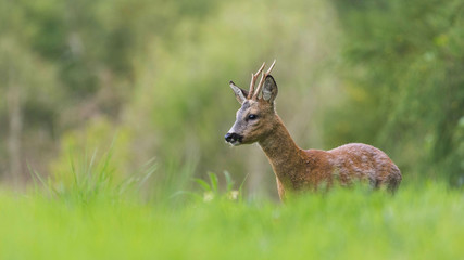Wall Mural - deer during spring
