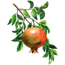 Ripe Red Pomegranate Fruit On A Branch With Leaves Isolated, Watercolor Illustration On White