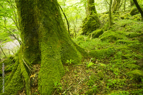 大船黒岳風景林の苔むした木 Stock Photo Adobe Stock