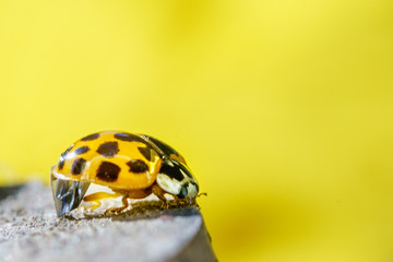 A beautiful macro insect called ladybug with blurry background. It has orange color and black spots. Coccinellidae is a widespread family of small beetles.  names ladybird beetles or lady beetles.