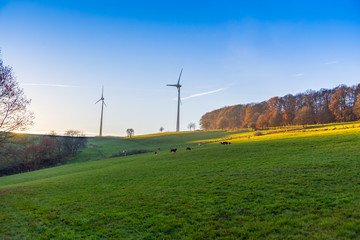 landscape cows grazing on grass field hill edge of forest and two tall wind turbines