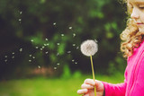 Fototapeta Dmuchawce - Little curly girl blowing dandelion