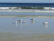 © natalya2015 - Seagulls on ocean shore in Atlantic coast of North Florida