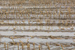 überschwemmtes Maisstoppelfeld