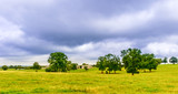 Fototapeta Sawanna - Field in the French countryside on an overcast day in summer,  Orne Normandy