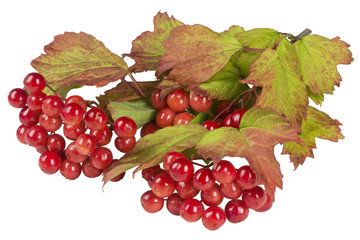 Wall Mural - Branch of a viburnum with red berries on white background isolated