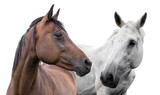 Fototapeta Konie -  two horses on a white background