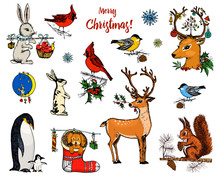 Christmas Horned Deer, Squirrel And Animals. New Year Penguin And Bird Cardinal Or Tit In The Forest. Winter Holidays. Engraved Hand Drawn In Old Sketch And Vintage Style For Postcards.