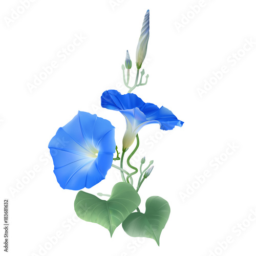 6 642 Morning Glory Background Flower Wall Murals Canvas Prints Stickers Wallsheaven 6 642 Morning Glory Background Flower Wall Murals Canvas Prints Stickers Wallsheaven