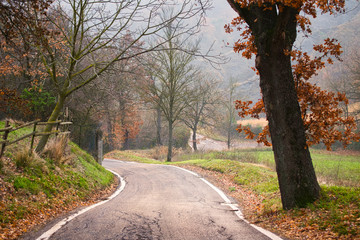 Wall Mural - road to vanishing point in fall colors