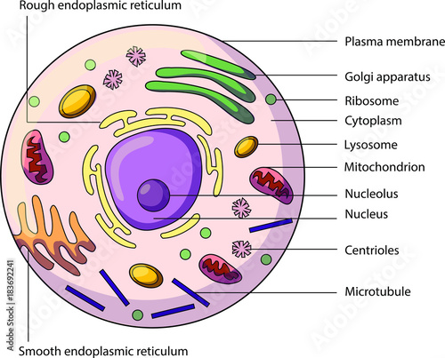 The structure of an animal cell, with labeled parts ...