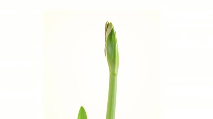 Poster - Opens the flower Bud of Amaryllis Time Lapse