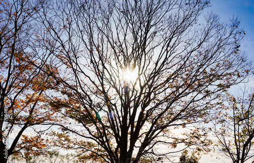 冬の逆光 秋の逆光 葉の落ちた樹木と逆光 Buy This Stock Photo And Explore Similar Images At Adobe Stock Adobe Stock 冬の逆光 秋の逆光 葉の落ちた樹木と逆光 Buy This Stock Photo And Explore Similar Images At Adobe Stock Adobe Stock