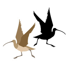 Curlew Bird  Black Silhouette Vector Illustration Flat Style Profile