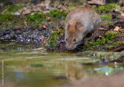 Fotomural Thirsty Bank vole drinking water at the forest pond