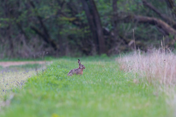 brown hare (lepus europaeus)  sitting in meadow in structured environment