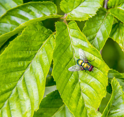 Wall Mural - iridescent fly on green leaf