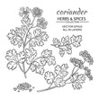 coriander vector set