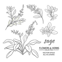 Sticker - sage vector set