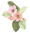 Spring blossom (bloom), branch with pink apple tree flowers close-up. Bouquet light floret, buds, green leaves, white background. Digital draw illustration in watercolor style for design, vector