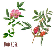 Set Of Wild Rose (briar, Dog Rose): Pink Flowers, Green Leaves, Red Fruit, Hand Draw Watercolor Painting, Realistic Botanical Illustration On White Background