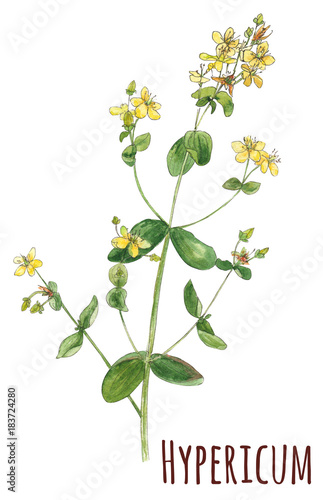 Hypericum Perforatum Medicinal Plant Yellow Small Flowers And