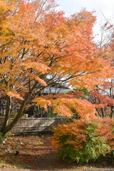 Wall Mural - Autumn Japanese garden with maple