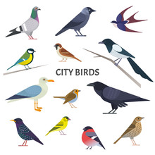 City Birds. Vector Collection Of European Birds, Such As Pigeon, Crow, Jackdaw, Gull, Sparrow, Tit And Others In Trendy Flat Style. Isolated On White.