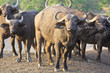 Buffalo herd in morning light