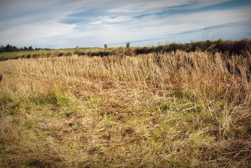 cutted wheat