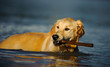 © everydoghasastory - Golden Retriever dog outdoor portrait swimming with stick