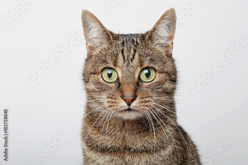 Regard Chat Tigre Brun Marron Tabby Stock Photo Adobe Stock Regard Chat Tigre Brun Marron Tabby Stock Photo Adobe Stock