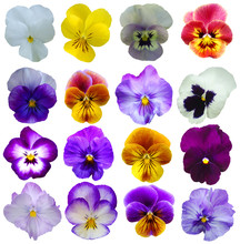 16 Pansies Flowers On White Background