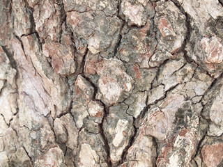 Canvas Print - Tree bark texture