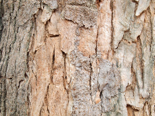 Canvas Print - Tree bark texture