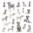 Large collection of Dalmatian, adult, puppy, different position