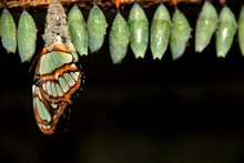 Emerging Butterfly With Cocoons On A Branch