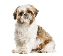 Shih Tzu, Dog Sitting And Looking At The Camera, Isolated On Whi